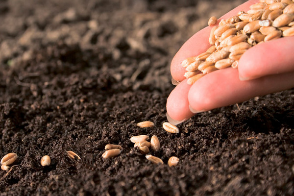 Передпосівна обробка озимої пшениці та її роль у вирощуванні якісної р