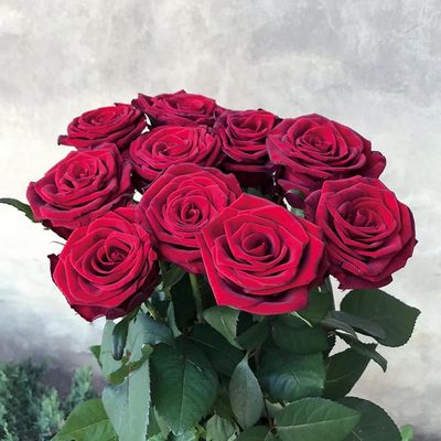 Чому саме троянду звуть імператрицею запашних суцвіть?