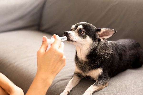 Какие паразиты угрожают вашей собаке: как выбрать соответствующий преп