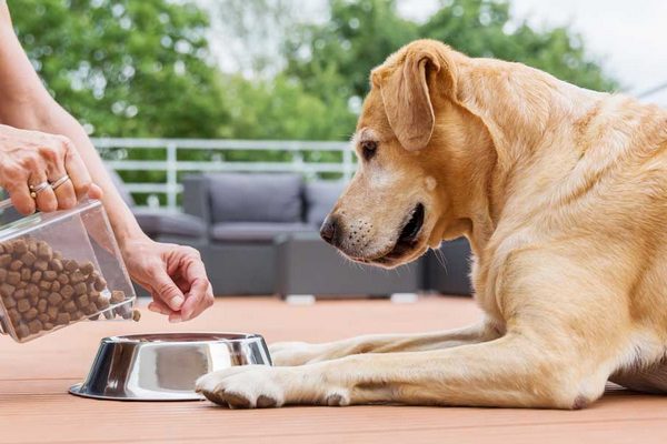 Как владельцы экономят на питомцах и почему это опасно